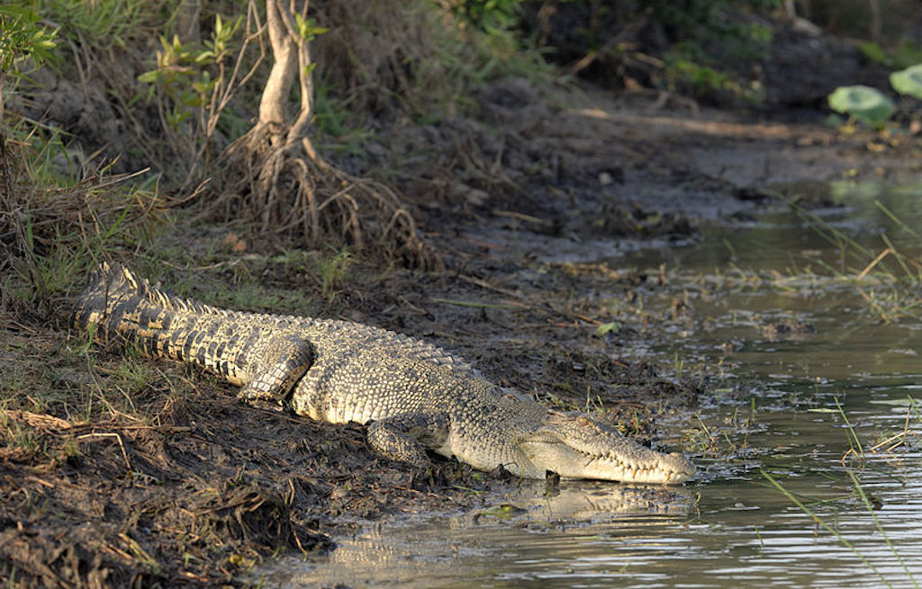 How a thousand retreating Japanese troops were eaten by crocodiles
