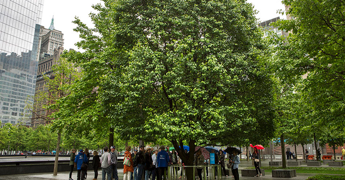 The 9/11 Survivor Tree Returns Home - The New York Times