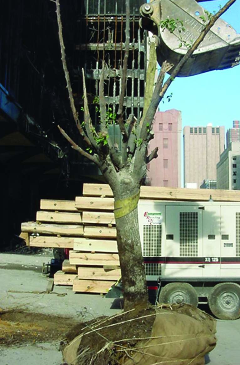 9/11 Survivor Tree to be Planted at Mercy Hospital Joplin