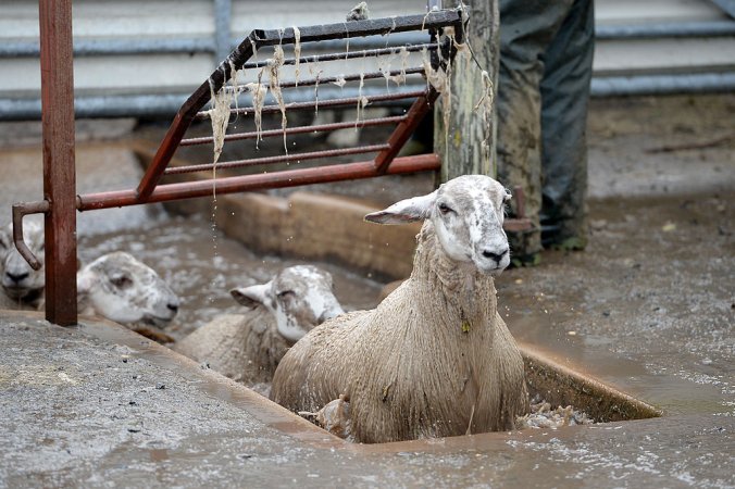 Sheep in a bath