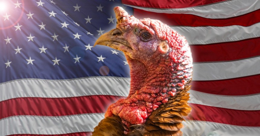 7 Reasons the Turkey Should Have Been the US National Bird