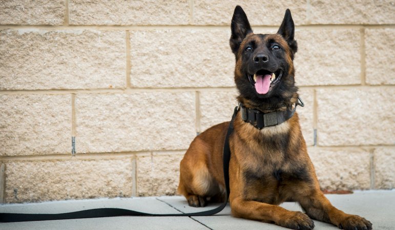 10 military dogs who made history