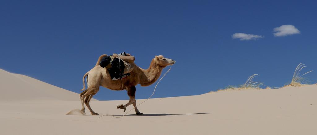 A camel like this one is used in camel races