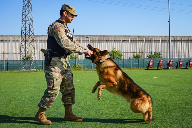 What do military working dogs do?