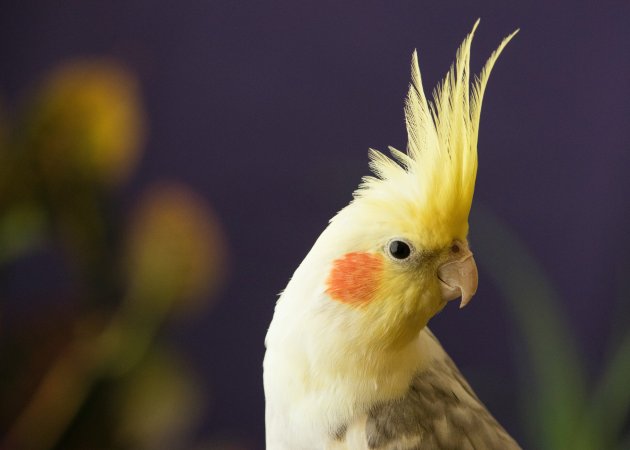 5 reasons birds make the best support animals