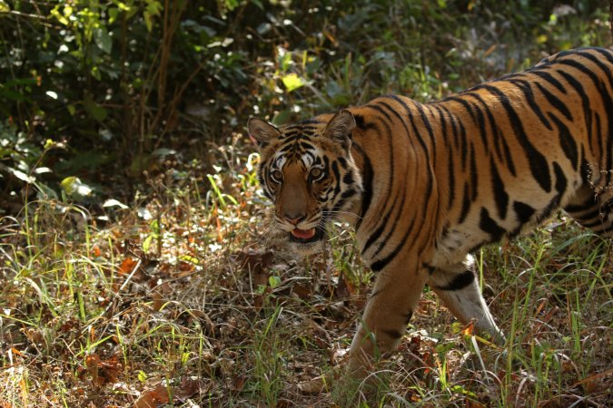 A Medal of Honor recipient tore his way through Vietnam while being stalked by a tiger