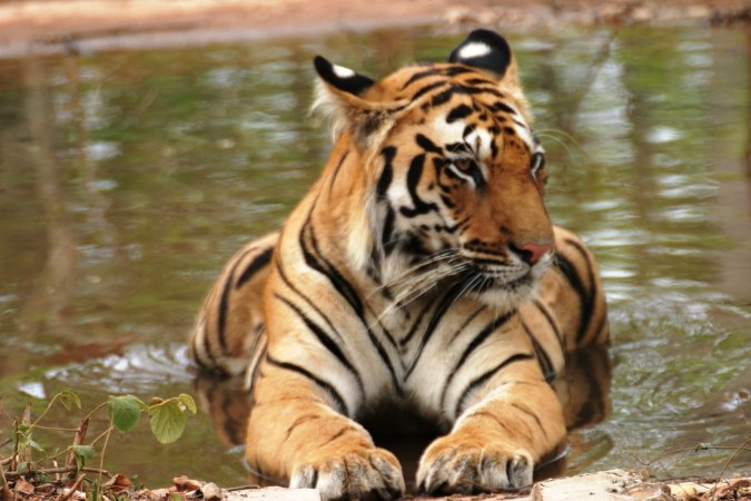 The CIA once used tiger droppings as a secret tracking device