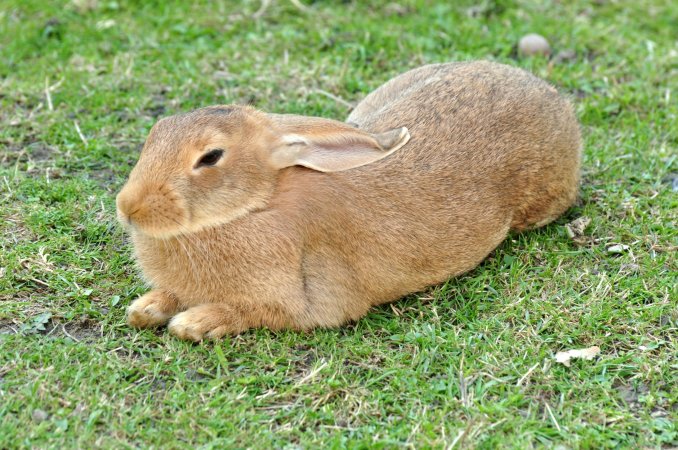 How military history’s greatest general was defeated by rabbits