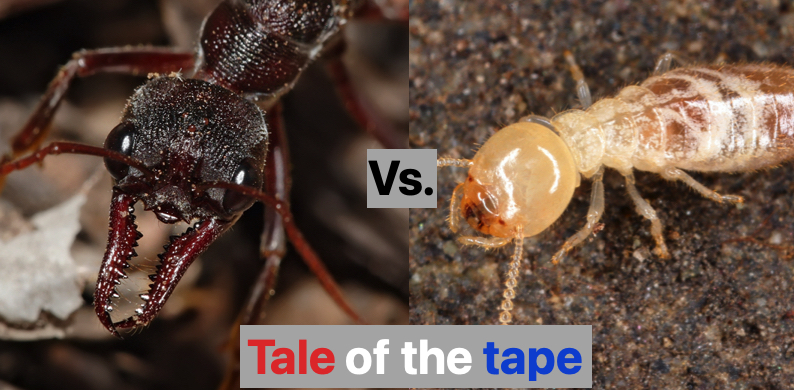 Why ants and termites declare war on each other on sight