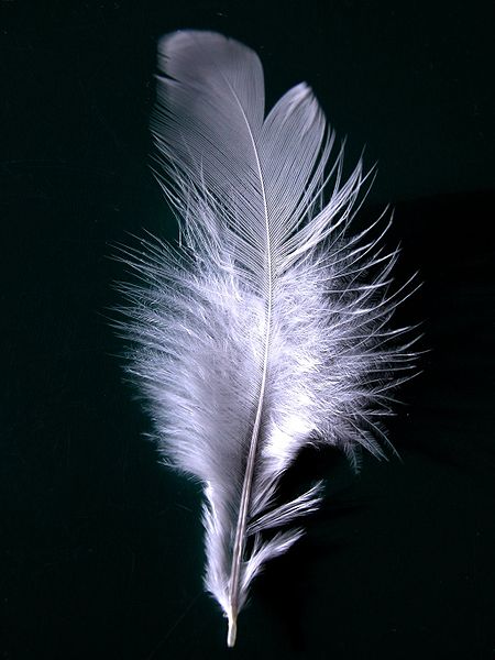 white feather