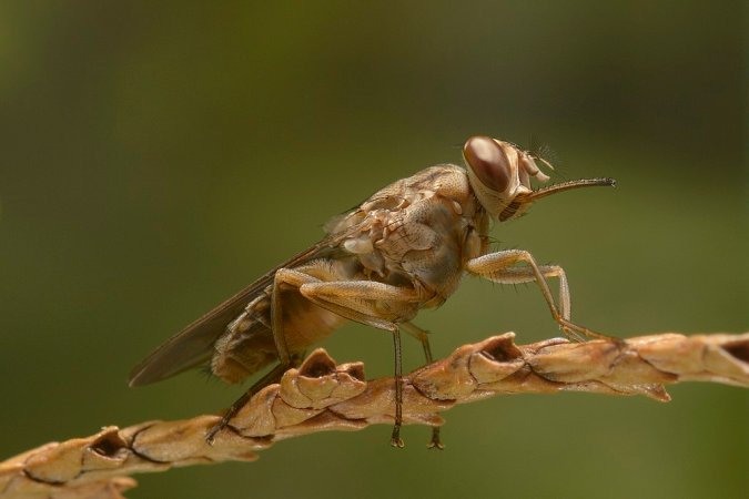 5 of the deadliest insects one may encounter in the field