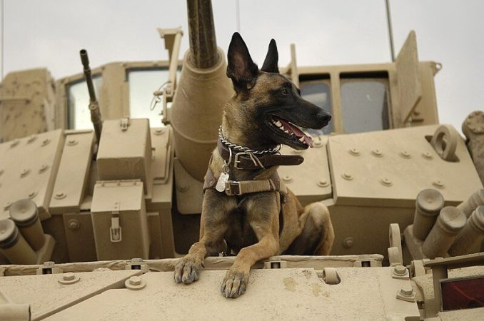Today in military history: US Army establishes ‘K-9 Corps’