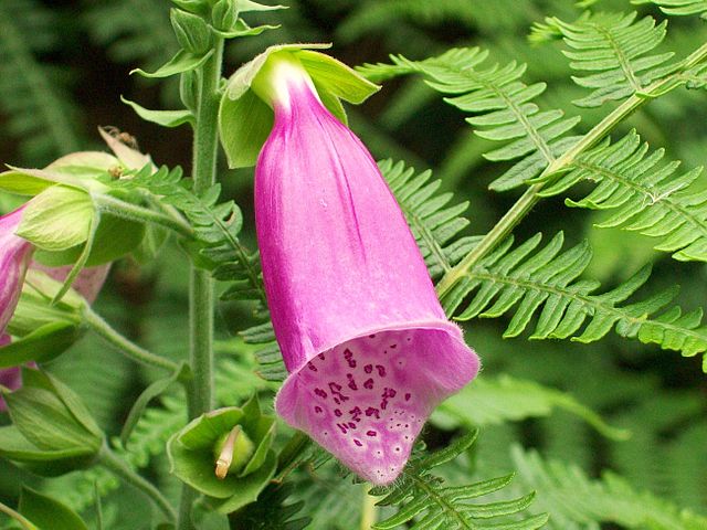 foxglove