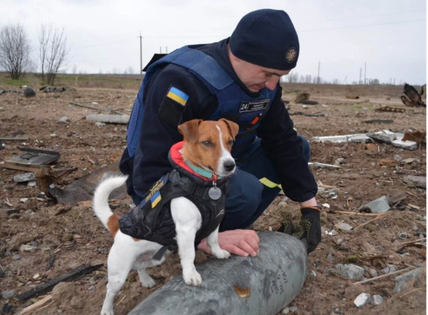 Meet Ukraine’s furry bomb-sniffing hero, ‘Patron’