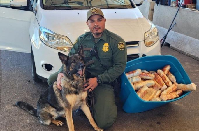 This very good doggo intercepted 97 pounds of fentanyl at the border in one week
