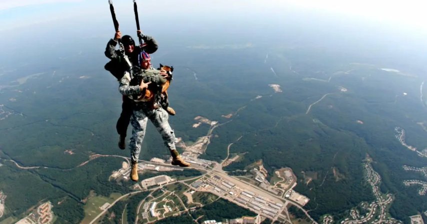 military animal paratroopers