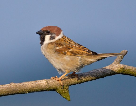 How communist China’s war against sparrows killed 55 million people