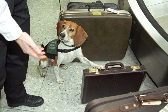 The USDA’s ‘Beagle Brigade’ is America’s first line of defense against agricultural warfare