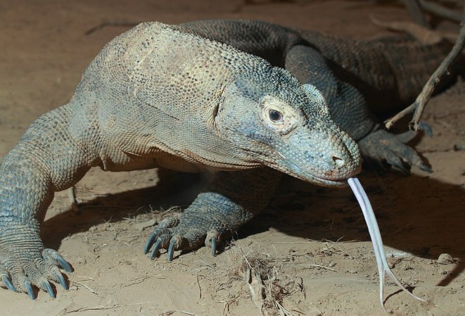 weird gift komodo dragon