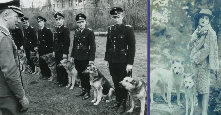 How Hitler and the Nazis almost killed off White German Shepherd Dogs