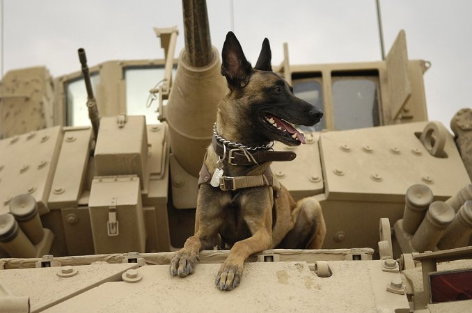 military dogs