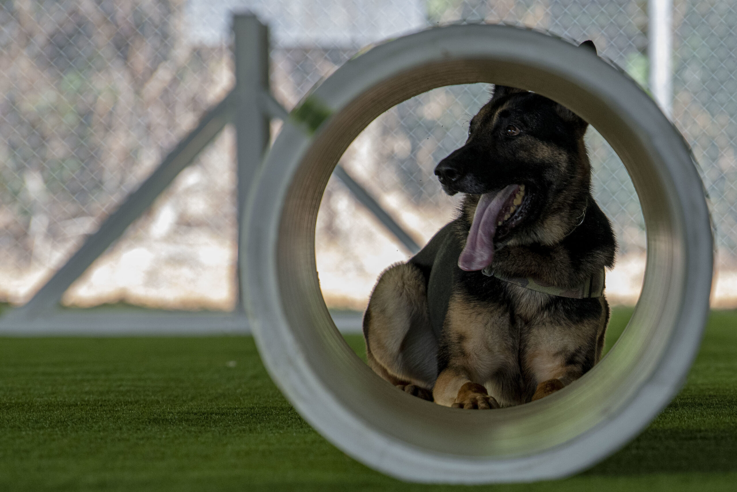 A military working dog at Seymour Johnson Air Force Base