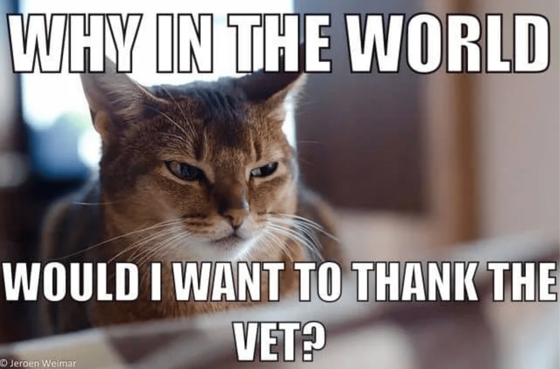 thank the vet meme