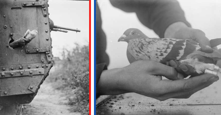 british tanks with pigeons