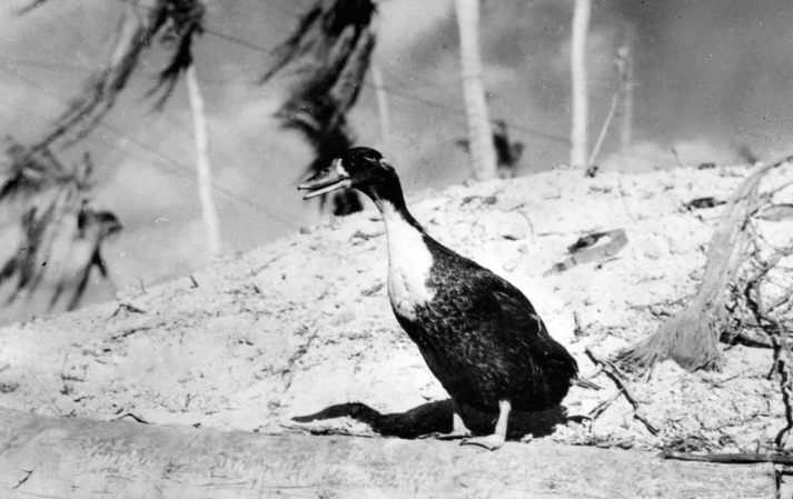 Marine Corps duck during the Battle of Tarawa.