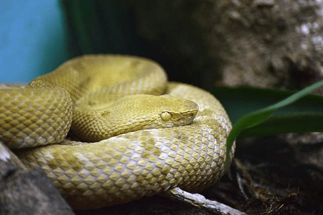 Snake Island is the deadliest place on the planet