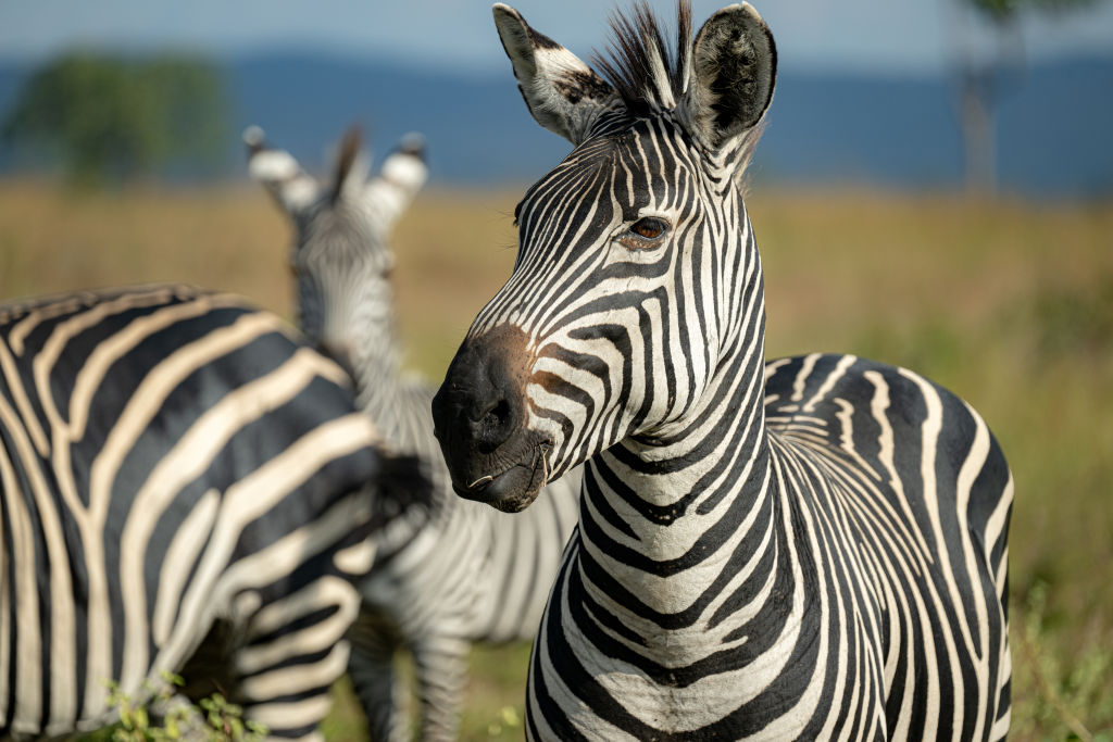 MIKUMI, TANZANIA - JUNE 22: A zebra is seen at Mikumi National Park, one of the fourth largest natural habitats in the country in Mikumi Tanzania on June 22, 2024. Mikumi National Park, one of the leading safari centers, offers its visitors examples of African wildlife. (Photo by Ismail Aslandag/Anadolu via Getty Images)