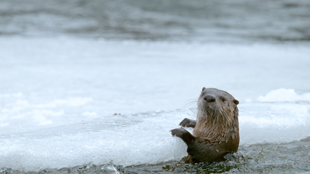 An Otter perched on the edge
of some ice. (National Geographic)