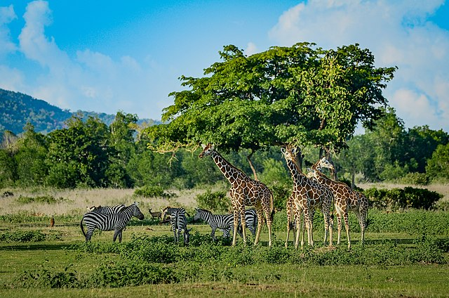 giraffes in africa