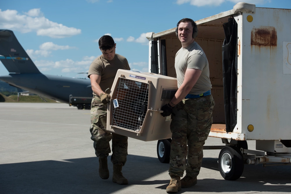 Soldiers carry dog in travel crate