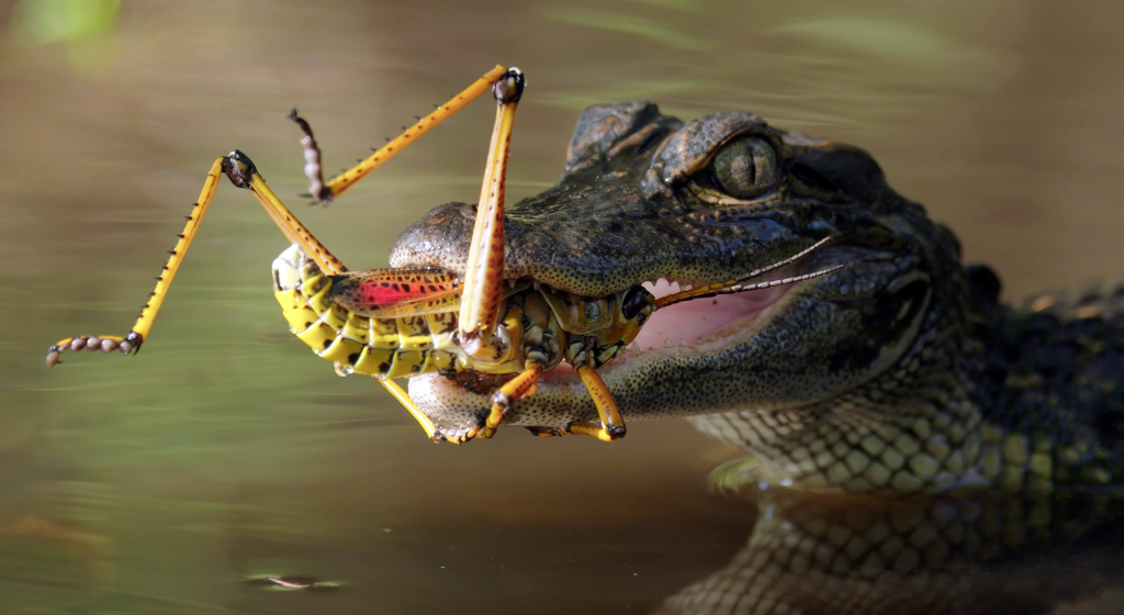 Wit
h a fresh catch, a yearling alligator contemplates whether to swallow the poisonous
lubber grasshopper. (credit: National Geographic/Jeff Reed)