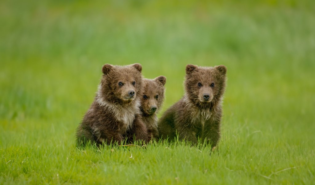 Three brown bear cubs in the grass of Hallo Bay. (Photo: National Geographic/John Shier)