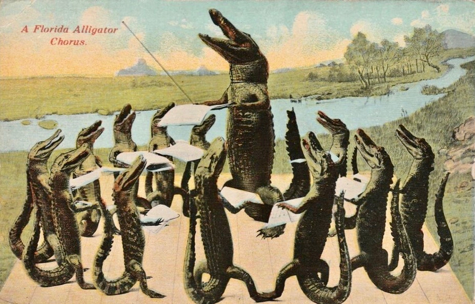 Postcard c 1910 "A Florida Alligator Chorus", depicting alligators beside a body of water, holding sheet music, as a larger alligator conducts the "chorus".