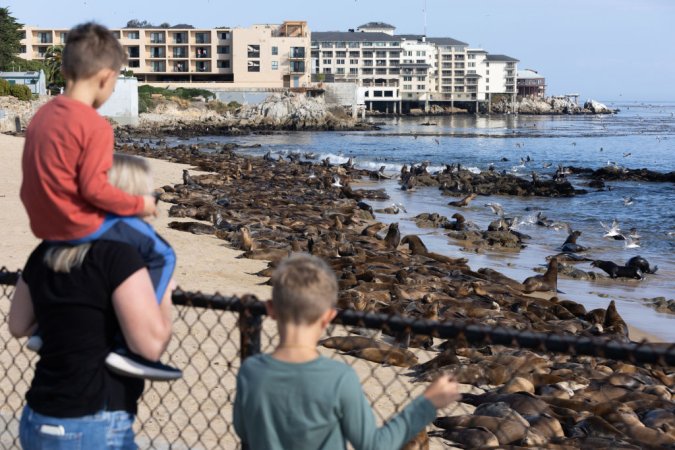 MONTEREY, CALIFORNIA - AUGUST 24: Pedestrians watch a group of sea lions gathered at San Carlos Beach on August 24, 2024 in Monterey, California. The beach has been closed to pedestrians as sea lions occupy the area. (Photo by Benjamin Fanjoy/Getty Images)