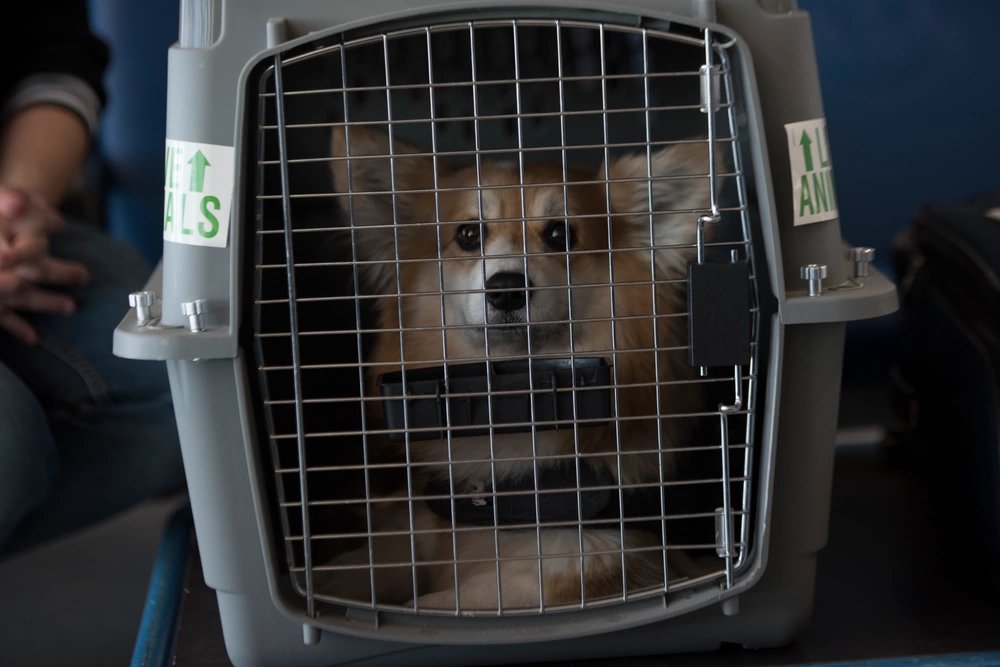 Fritzi, a corgi, sits in a dog crate at the Ramstein Passenger Terminal, Ramstein Air Base, Germany, May 29, 2020. Passengers wishing to travel with their pets must choose a kennel with ventilation on at least three sides and space up to three inches from the top of the kennel to the ears of the pet. (U.S. Air Force photo by Airman 1st Class Taylor D. Slater)