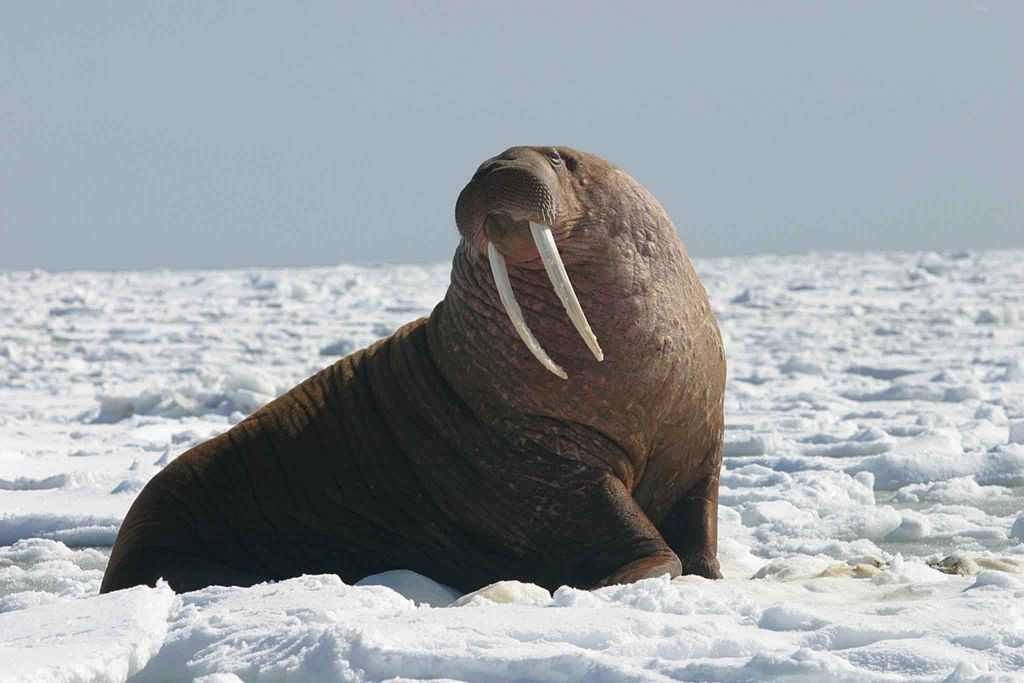 This guy calculated how fast an anti-tank walrus would have to fly