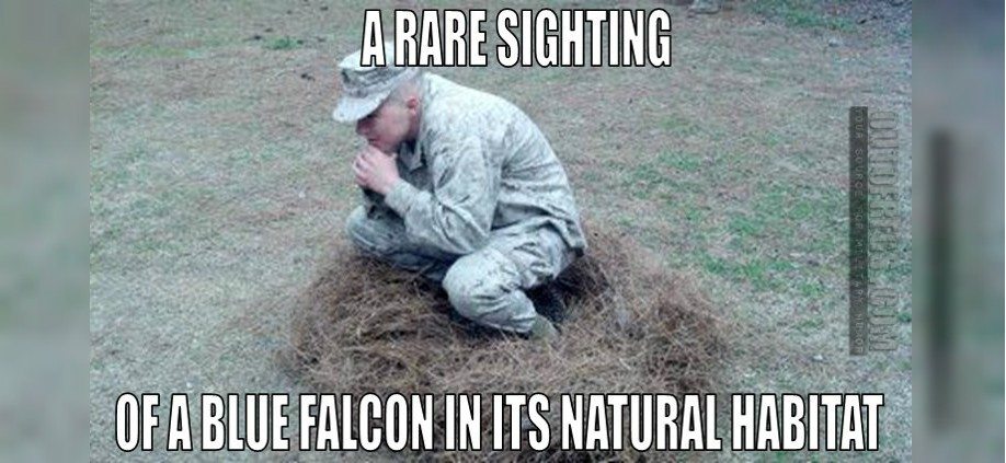 7 signs you’re a Blue Falcon