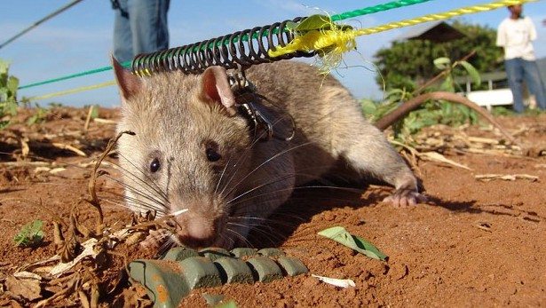 10 Weirdest Military Animals