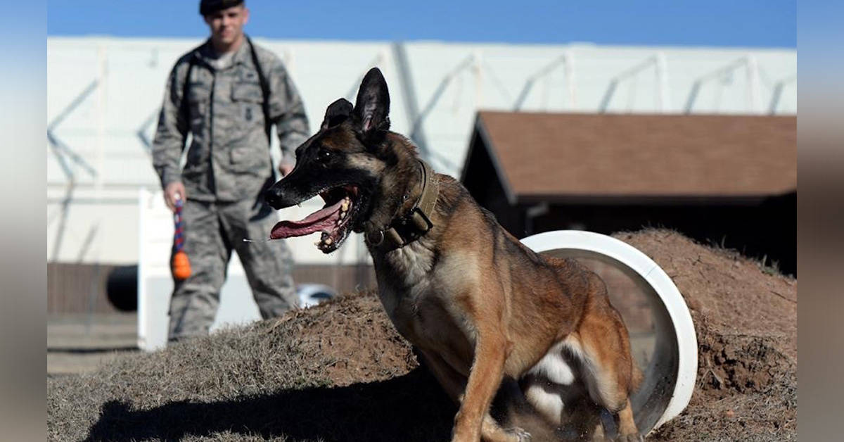 11 steps to turning a puppy into a badass military working dog