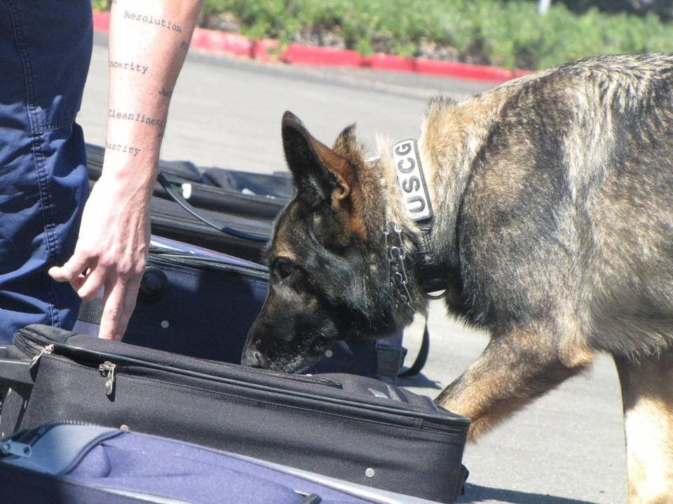 USCG military working dog