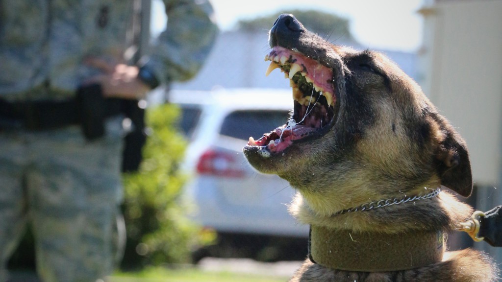 How it feels to get attacked by a military working dog