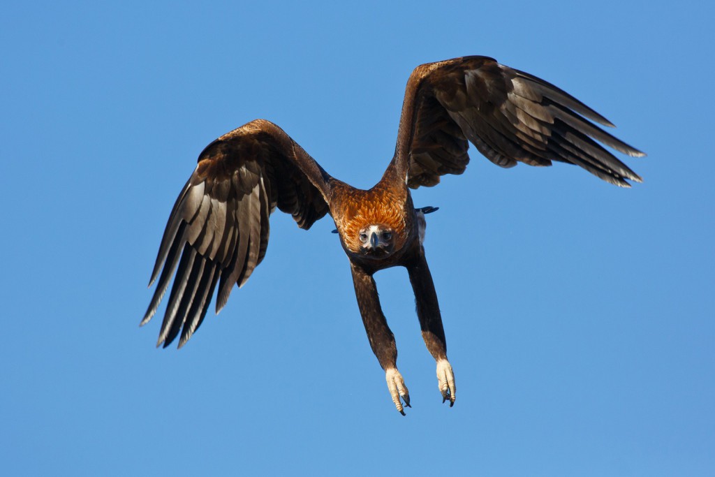 Watch an eagle smack down a drone that gets too close