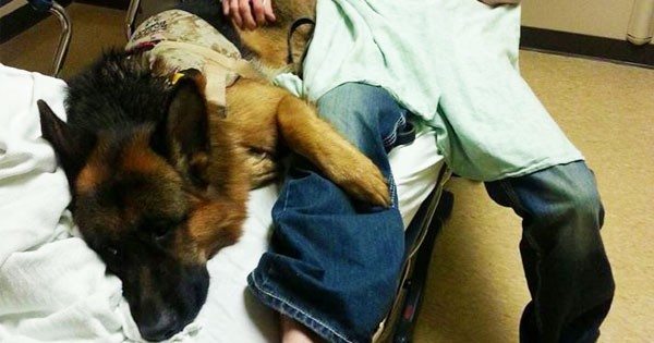 This K-9 ‘battle buddy’ is helping a Marine veteran at home