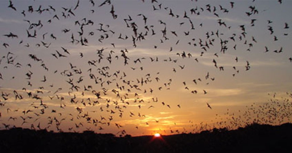 That time a Confederate regiment was ordered to guard bat guano