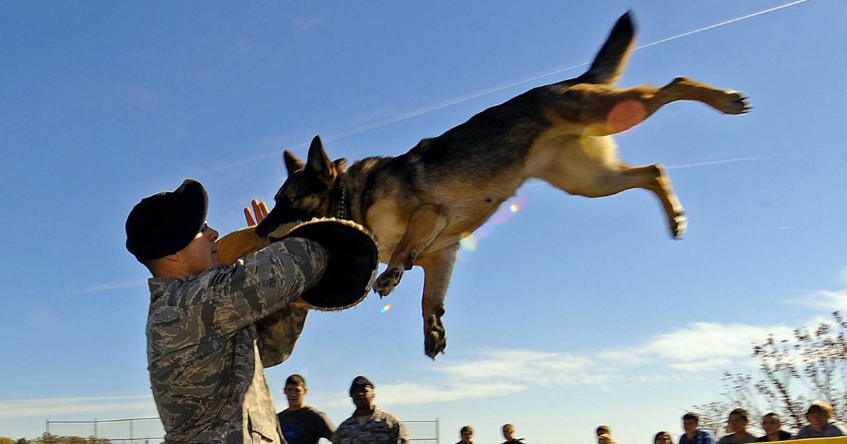 Military working dogs now guaranteed a trip home with their handlers