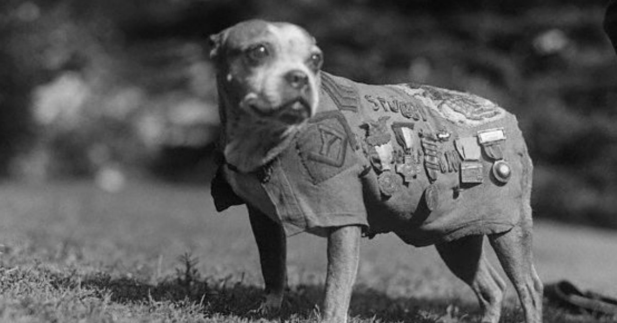 7 greatest animal war heroes of all time